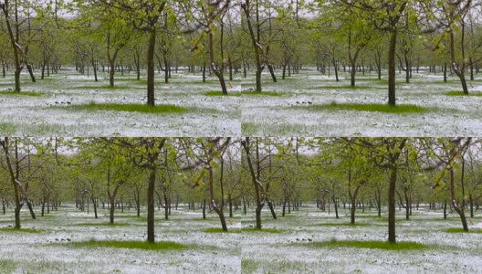 异常的天气。春天，雪落在绿树上。飘落的雪花在草地上的公园里。高清在线视频素材下载