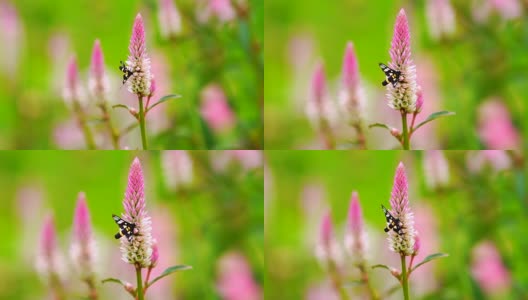 在绿色的野地背景下，蝴蝶在粉红色的花上高清在线视频素材下载