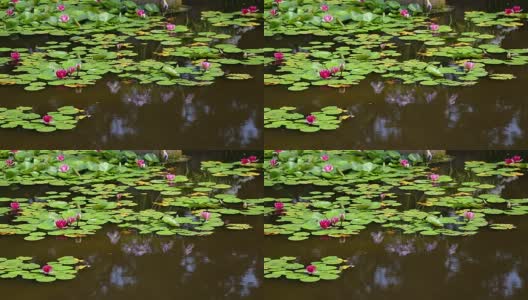 明亮，充满活力的粉红色睡莲倒映在湖面上高清在线视频素材下载