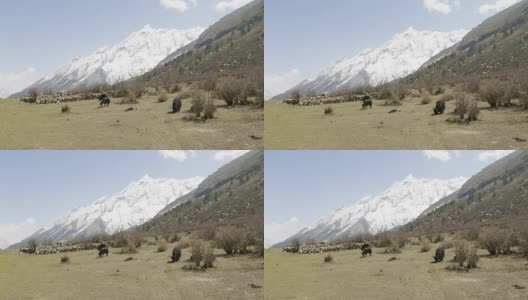 喜马拉雅牦牛在尼泊尔的群山中吃草。Manaslu电路长途跋涉。高清在线视频素材下载