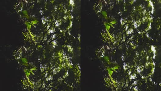 美丽的阳光耀斑在热带雨林丛林树冠。阳光透过树木的慢镜头。高清在线视频素材下载