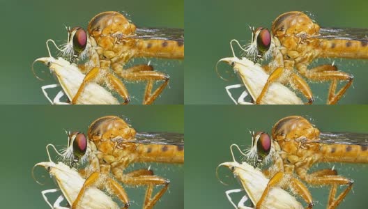 蜻蜓吃蚜虫。高清在线视频素材下载