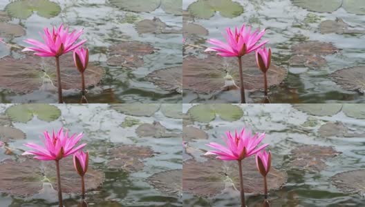 池塘里盛开的粉红色睡莲高清在线视频素材下载