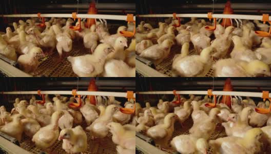 集约化工厂化养殖的小鸡肉鸡房高清在线视频素材下载