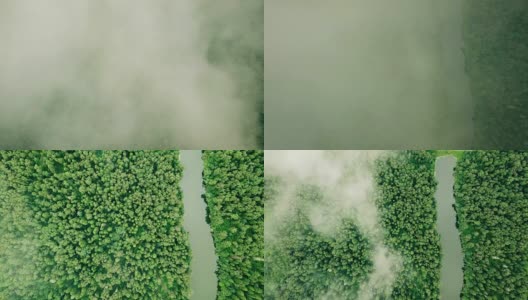 穿过云雾下降到野生松林，俯视图高清在线视频素材下载
