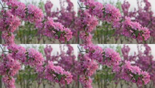 4K分辨率，春天开花的海棠树高清在线视频素材下载
