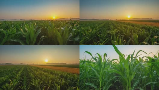 太阳升起时的玉米和小麦田高清在线视频素材下载
