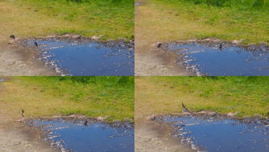 燕子飞着喝着水坑里的水高清在线视频素材下载