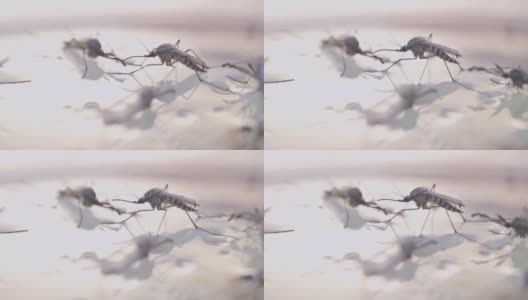 两种新的漂浮在水上的蚊子栖息地高清在线视频素材下载