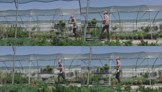 总平面图，侧视图。一个围着围裙的园丁在温室的背景下，借助一辆花园马车搬运温室里的观赏植物。晴天，和煦的天高清在线视频素材下载
