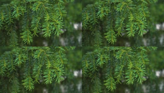 常绿针叶红豆杉。紫杉的绿色树枝。芽芽高清在线视频素材下载