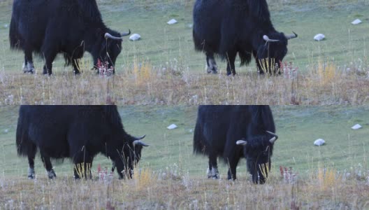 冬季高原草原上吃草的西藏牦牛高清在线视频素材下载