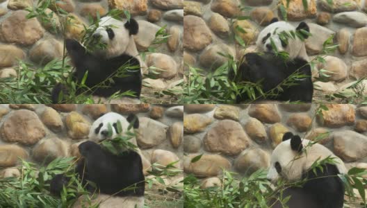 贪婪的大熊猫吃竹子高清在线视频素材下载