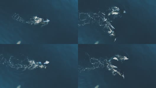 两只虎鲸一起在巴塔哥尼亚海面游泳高清在线视频素材下载