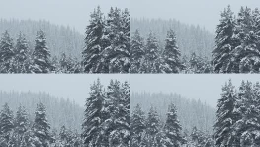 冬天的风景。山上的松树被厚厚的白雪覆盖的特写镜头。下雪。高清在线视频素材下载