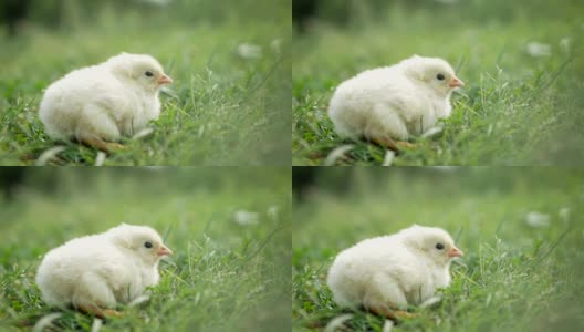 小鸡宝宝，草地上的小鸡，花园里的小鸡高清在线视频素材下载