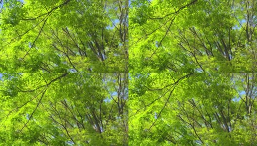 春天绿树成荫高清在线视频素材下载