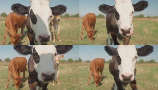 白牛犊和黑牛犊走到镜头前，用舌头舔了舔鼻子高清在线视频素材下载