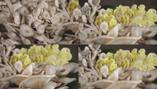 新鲜蘑菇放在不锈钢托盘上，生蔬菜放在托盘上的特写镜头高清在线视频素材下载