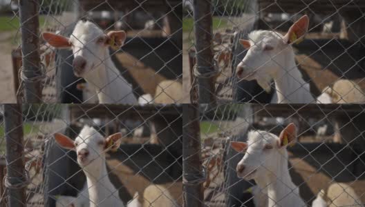 一群白色的山羊站在铁丝网后面，特写镜头。高清在线视频素材下载