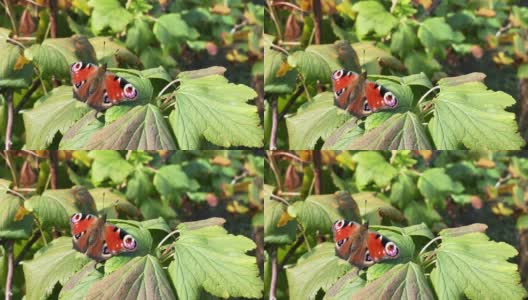 有风的天气里，蛱蝶科的aglais io蝴蝶坐在一棵杜松上，拍打着翅膀高清在线视频素材下载