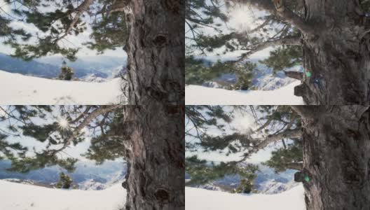 在松树下淘金，欣赏冬季风景。远处的湖高清在线视频素材下载