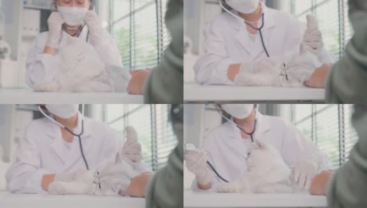 亚洲兽医在兽医诊所预约时为猫检查。在宠物医院，专业兽医女士坐在桌子上，通过抚摸和安抚小猫来检查动物。高清在线视频素材下载