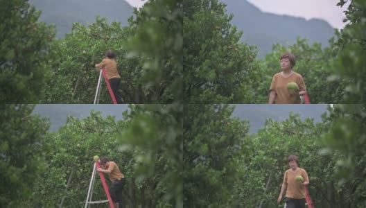 亚洲中国女农民从果树摘柚子在他的种植园收获爬梯子高清在线视频素材下载