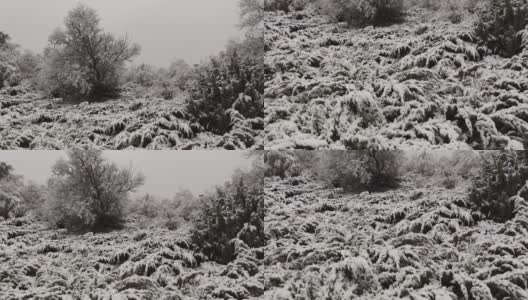 秋末，瓦拉多利德的坎特拉克公园里有一场暴风雪高清在线视频素材下载