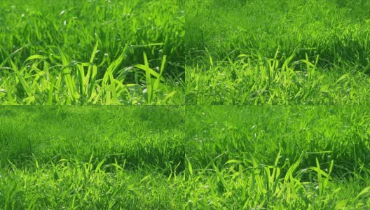 绿草-缩小，选择性对焦，高清高清在线视频素材下载