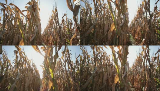 美国俄亥俄州田里的玉米高清在线视频素材下载