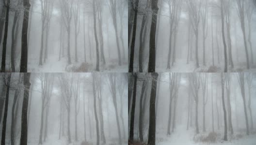 雾蒙蒙的森林里飘着雪花高清在线视频素材下载