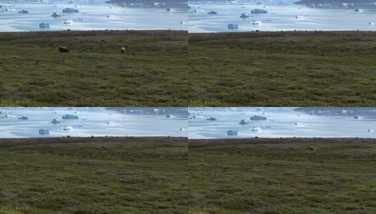 麝牛被格陵兰岛美丽的风景所包围高清在线视频素材下载