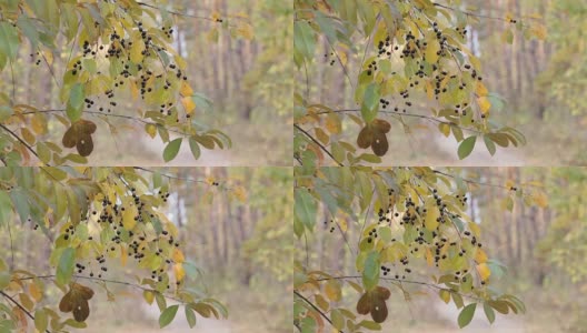 秋天森林里树上的黑浆果。高清在线视频素材下载