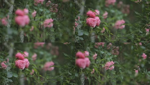 花园里的玫瑰高清在线视频素材下载