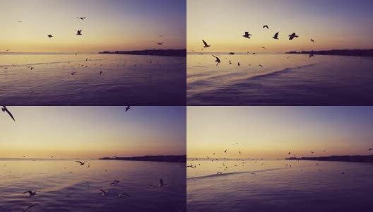 海鸥在日落时在海边飞翔，颜色分级，沙慕普拉坎，泰国。高清在线视频素材下载