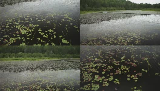 漂浮在黑暗湖上的睡莲花瓣上高清在线视频素材下载