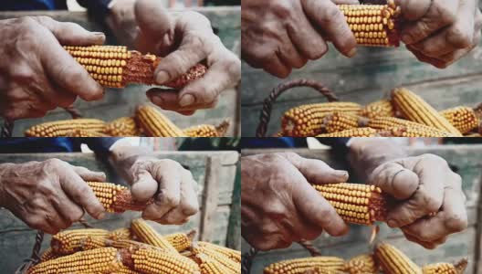 加州大学老妇人剥玉米高清在线视频素材下载