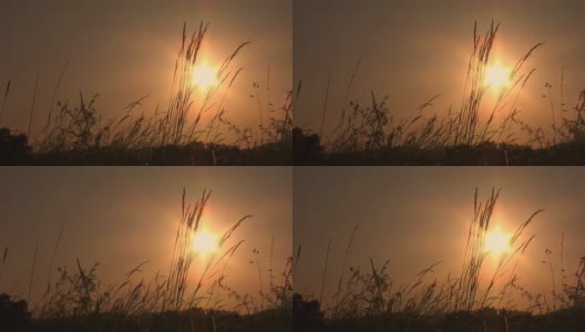 HD:日落中的草地高清在线视频素材下载