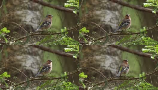普通的苍头燕雀，在爱沙尼亚森林里一个美丽的春天晚上唱歌。高清在线视频素材下载