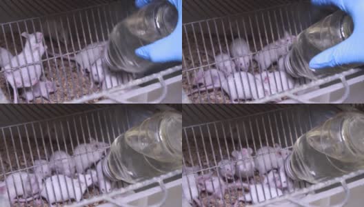 笼子里的实验小白鼠。实验室高清在线视频素材下载