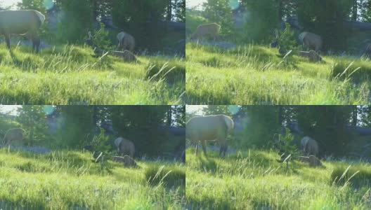 黄石国家公园，蒙大拿州，2021年7月。无人机拍摄到一只公麋鹿和三只母麋鹿在宁静的山坡上吃草，它嗅着空气中所有的气味。高清在线视频素材下载