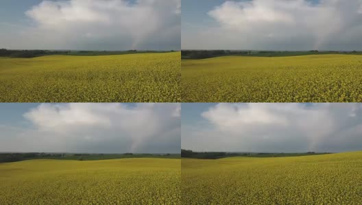 在瑞典的油菜地上空飞过彩虹。高清在线视频素材下载