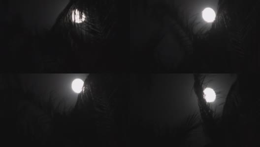 热带夜晚的满月，棕榈树的剪影高清在线视频素材下载