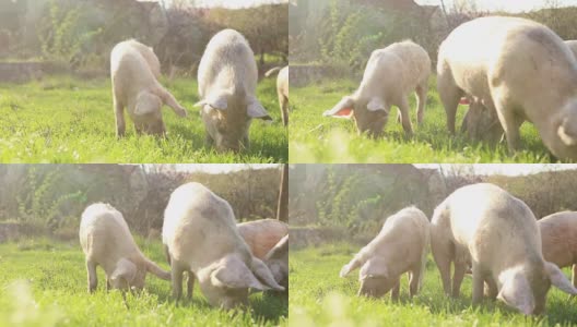 家猪在大自然中进食高清在线视频素材下载
