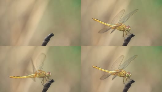 蜻蜓飞的慢动作高清在线视频素材下载