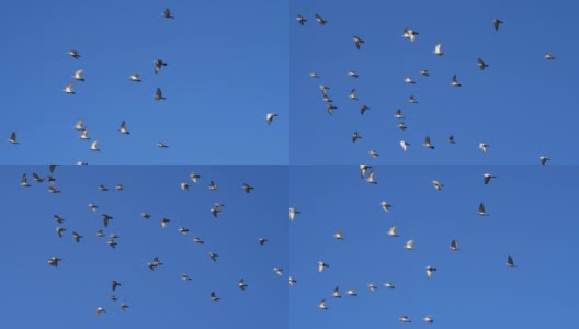 一大群鸽子映着天空高清在线视频素材下载