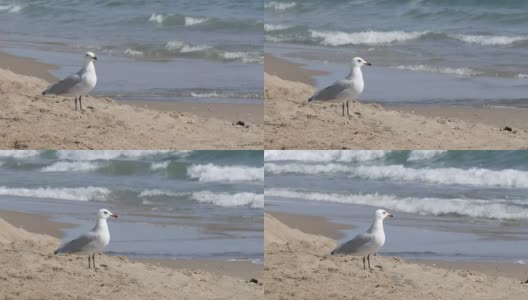 美丽的白色海鸥漫步在清澈湛蓝的沙滩上高清在线视频素材下载