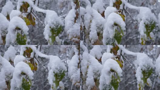 在树枝上的雪中移动高清在线视频素材下载