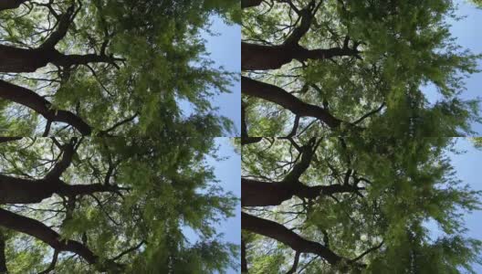 风在柳树的树枝间吹过高清在线视频素材下载